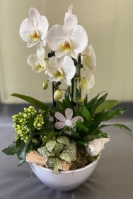 Orchid planter.